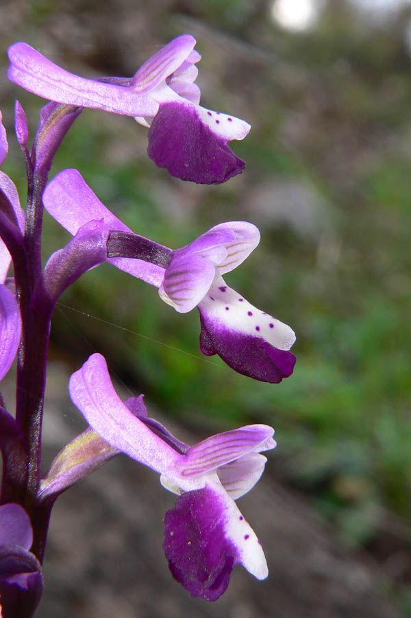 Primavera e orchidee palermitane